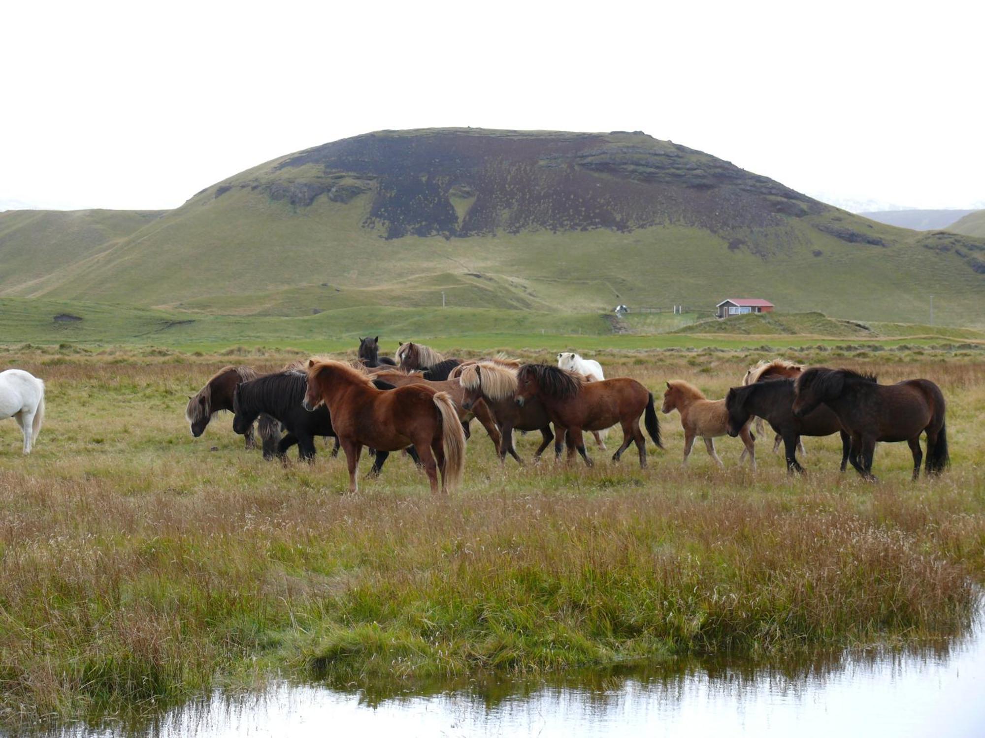 Guesthouse Vellir Vík Extérieur photo